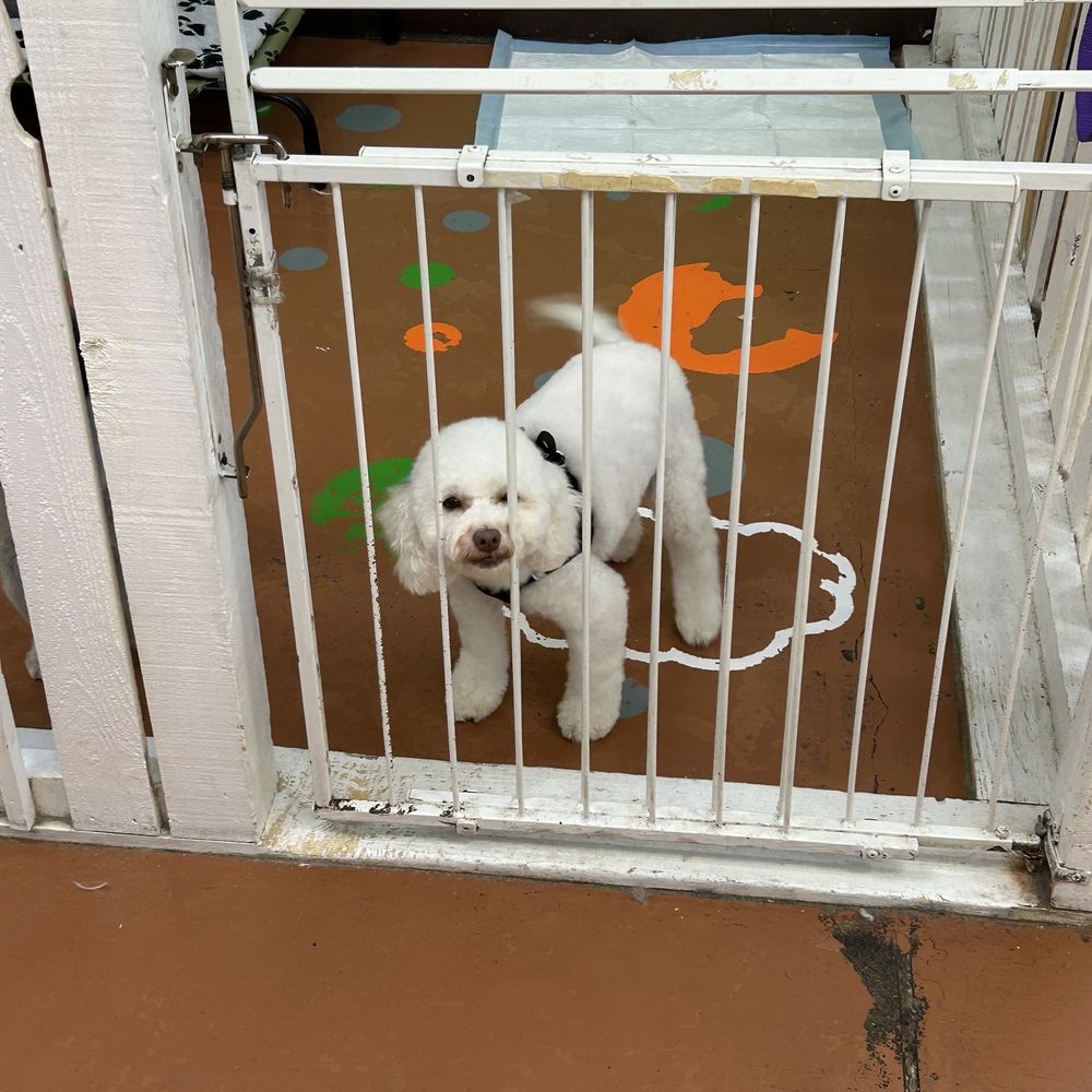 Under One Woof - Pet Groomers Near Me - Alameda, California Under One Woof - Pet Groomers Near Me - Alameda, California