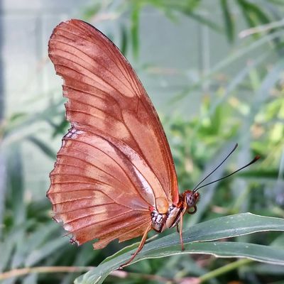 Butterfly Wonderland by null