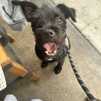 BEERTOWN - Koda begging for fries - Gastropubs Near Me - Oceanside, California