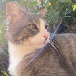 Feral cat with a tipped ear Feral cat with a tipped ear
