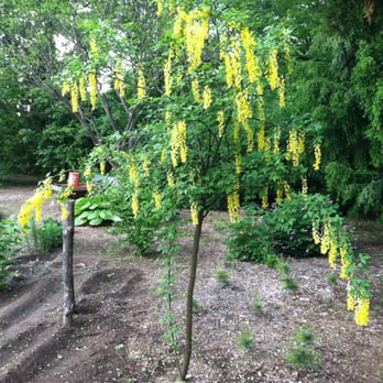 Old Time Tree Cutter - Golden Chain Tree by my garden. Old Time Tree Cutter. - Tree Services Near Me - Wrentham, Massachusetts Old Time Tree Cutter - Golden Chain Tree by my garden. Old Time Tree Cutter. - Tree Services Near Me - Wrentham, Massachusetts