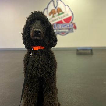 Off Leash K9 Training Fresno - Pet Training Near Me