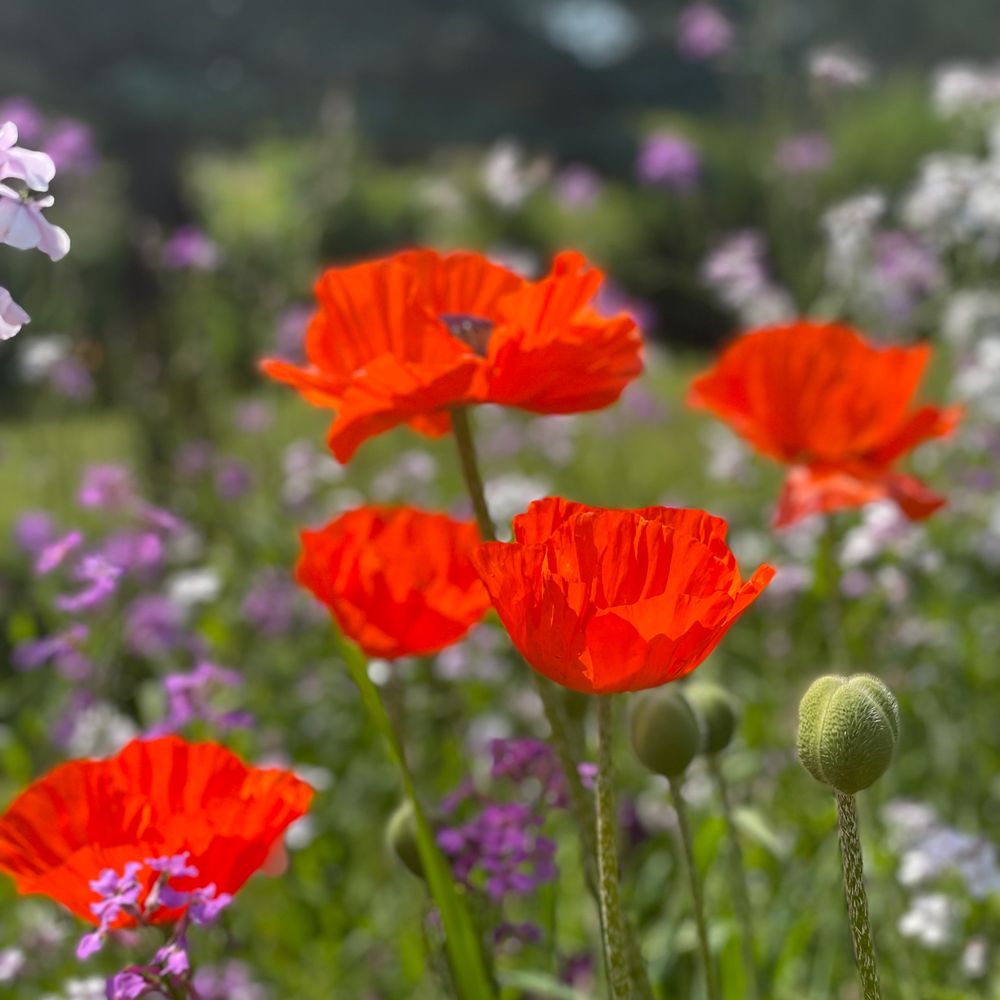 Garden's Gate - Poppies in the garden - Canadian (New) Near Me - Tehkummah, Ontario