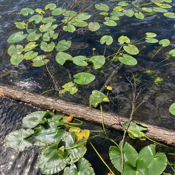 Belcarra Park - Sasamat Lake (May 30, 2026). - Parks Near Me - Belcarra, British Columbia Belcarra Park - Sasamat Lake (May 30, 2026). - Parks Near Me - Belcarra, British Columbia