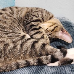 Mittens