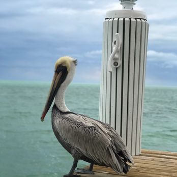 Tiki Bar - This pelican shot was taken off the long dock, that starts from the restaurant spot. - Tiki Bars Near Me - Islamorada, Florida