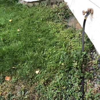 Black Star Landscaping - Weeds obscuring the beds - Landscaping Near Me Black Star Landscaping - Weeds obscuring the beds - Landscaping Near Me