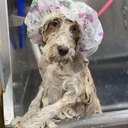 Pooch's Pawlor