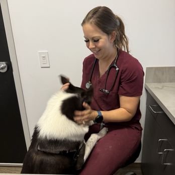 Queen Creek Veterinary Clinic - Dr Carly with our Gus! - Veterinarians Near Me - Queen Creek, Arizona Queen Creek Veterinary Clinic - Dr Carly with our Gus! - Veterinarians Near Me - Queen Creek, Arizona