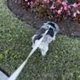 Parkland Pet Sitting By Aiden