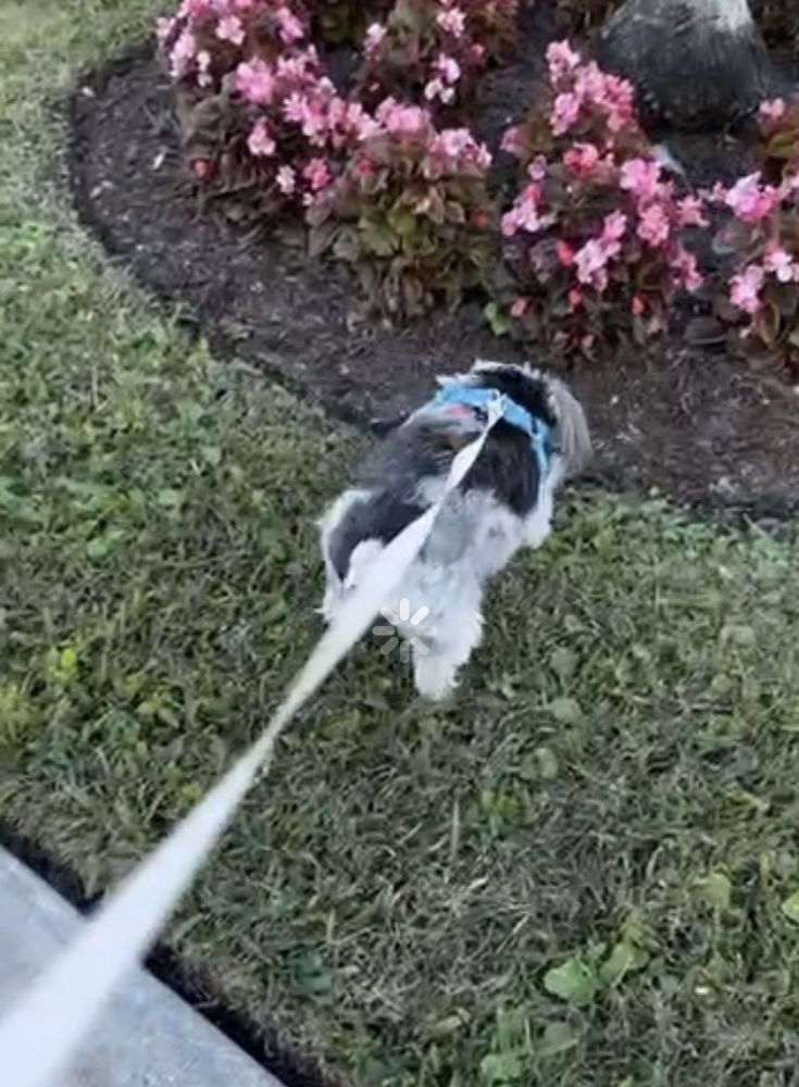 Parkland Pet Sitting By Aiden - pet boarding facility in Parkland, FL