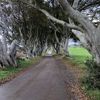 Great Value Vacations - The Dark Hedges (game of Thrones) - Travel Services Near Me - Rockville Centre, New York Great Value Vacations - The Dark Hedges (game of Thrones) - Travel Services Near Me - Rockville Centre, New York