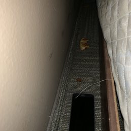 Phone that was found between mattress and wall from previous guest along with pizza crust and some sort of sauce stain. Phone that was found between mattress and wall from previous guest along with pizza crust and some sort of sauce stain.