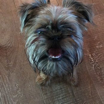 The Driven Dog - Pet Training Near Me The Driven Dog - Pet Training Near Me