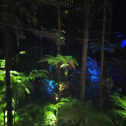 Redwoods Treewalk & Nightlights