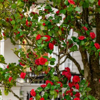 McCully House Inn - Gorgeous Camellia in bloom! - Hotels Near Me - Jacksonville, Oregon McCully House Inn - Gorgeous Camellia in bloom! - Hotels Near Me - Jacksonville, Oregon