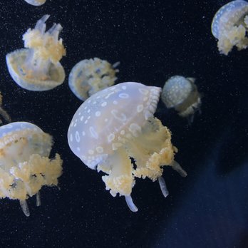 Seattle Aquarium - Aquariums Near Me - Seattle, Washington