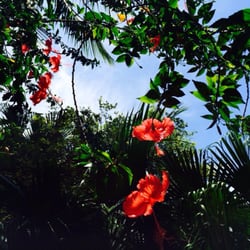 Pousada Pardiero - Flowers wherever you look