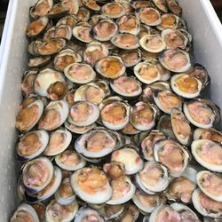 Port Chester Seafood