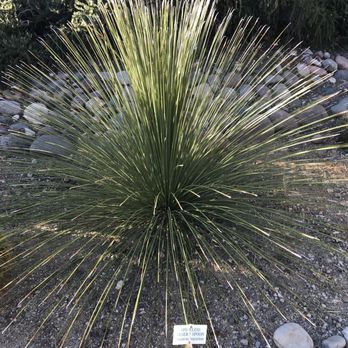 The Arid Garden - Botanical Gardens Near Me - Green Valley, Arizona