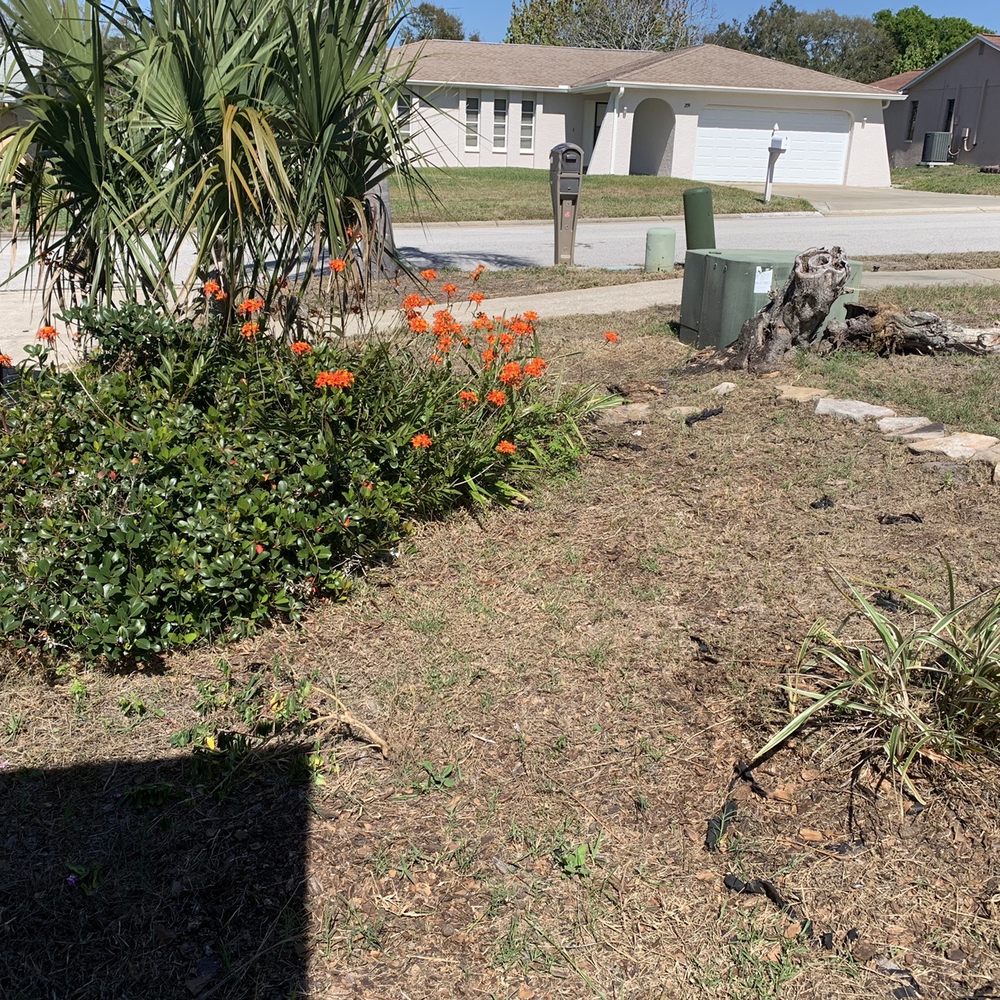 All Clear Landscaping and Tree Service - Before - Tree Services Near Me - Clearwater, Florida
