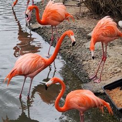 Sylvan Heights Bird Park - Flamingo feeding frenzy