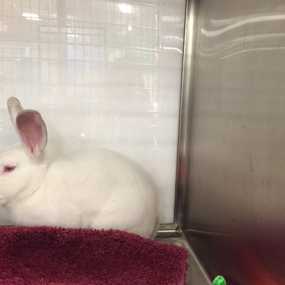 PetSmart - The cutest little thing ever! - Pet Training Near Me - Orlando, Florida PetSmart - The cutest little thing ever! - Pet Training Near Me - Orlando, Florida