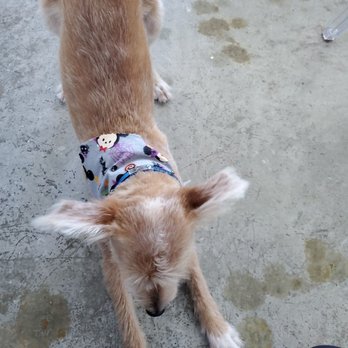 Neo Pet Spa - Pet Groomers Near Me - Miami, Florida