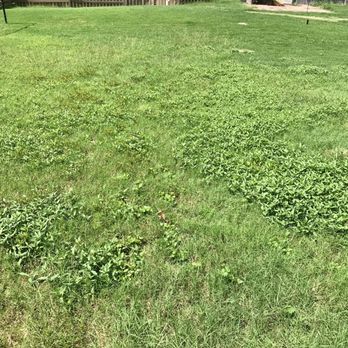 Kemko Lawn Service - 2 years after hiring Kemko - Lawn Services Near Me - Cumming, Georgia Kemko Lawn Service - 2 years after hiring Kemko - Lawn Services Near Me - Cumming, Georgia