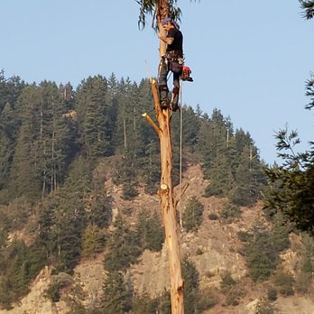 That Tree Guy - Tree Services Near Me That Tree Guy - Tree Services Near Me