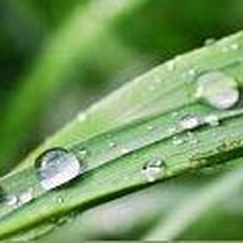 Suburban Landscaping - a close up of a leaf with water droplets on it - Landscaping Near Me - Dudley, Massachusetts
