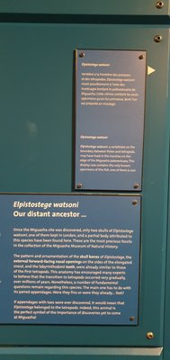 Miguasha National Park by null