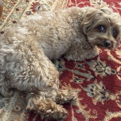 Dog Spot Dog Park - Aiko the Maltipoo princess, tired free running at the DOG PARK!