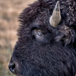 Elk and Bison Prairie - Bison