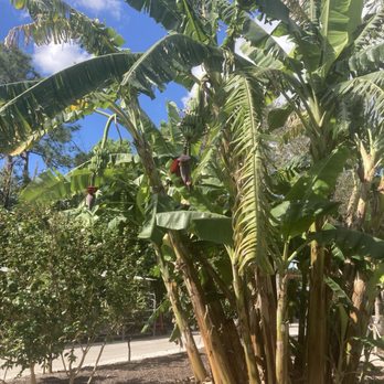 Jupiter Farms Nursery - Huge Banana Tree - Landscaping Near Me - Jupiter, Florida Jupiter Farms Nursery - Huge Banana Tree - Landscaping Near Me - Jupiter, Florida