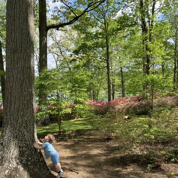 Brighton Azalea Garden - Big trees! - Botanical Gardens Near Me - Brookeville, Maryland Brighton Azalea Garden - Big trees! - Botanical Gardens Near Me - Brookeville, Maryland