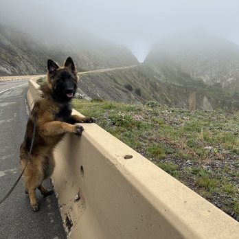 Homestead Canine - Happy boy living his best life! - Pet Training Near Me