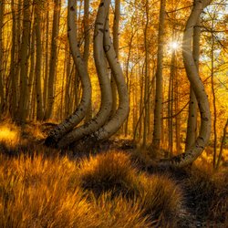 Dancing Aspens glowing in the low sunlight during a crisp fall day.