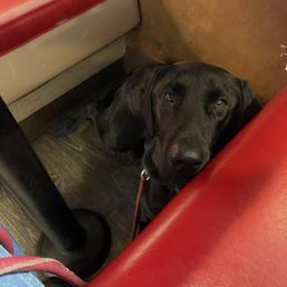 My SA waiting under the table for our order. My SA waiting under the table for our order.