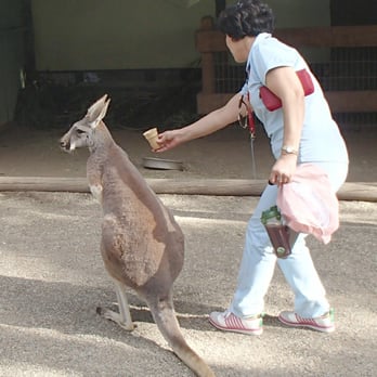 Featherdale Wildlife Park - Tourist attempting to feed kangaroo - Parks Near Me - Doonside, NSW Featherdale Wildlife Park - Tourist attempting to feed kangaroo - Parks Near Me - Doonside, NSW
