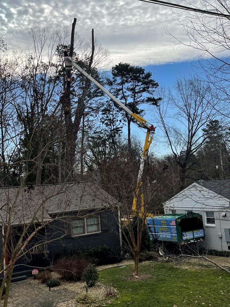 Rene Tree Service - tree service in Charlotte, NC