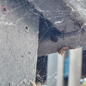 Andrews Park - Black widows - Parks Near Me - Vacaville, California