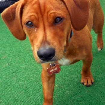 Central Bark Doggy Day Care - Pet Sitting Near Me - Sheboygan, Wisconsin Central Bark Doggy Day Care - Pet Sitting Near Me - Sheboygan, Wisconsin