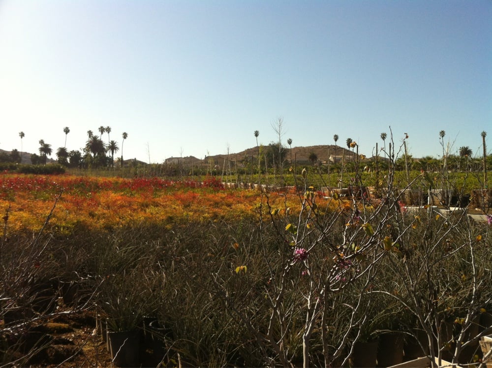 Ay Nursery Nurseries Gardening 1600 Jefferson St Riverside Ay Nursery Nurseries Gardening