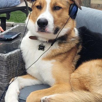 Mantra K9 Training - Cosmo is definitely more chill - Pet Training Near Me Mantra K9 Training - Cosmo is definitely more chill - Pet Training Near Me