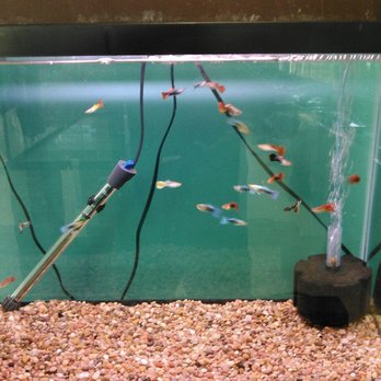 H2O Pets - Aquarium Services Near Me - Howard, Wisconsin H2O Pets - Aquarium Services Near Me - Howard, Wisconsin