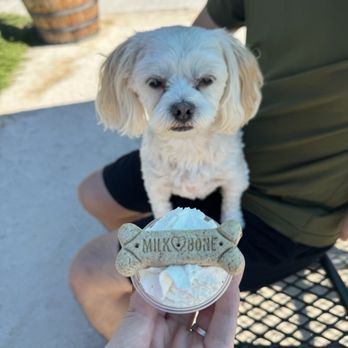 The Human Bean - Pup Cup for free - Coffee & Tea Near Me - Clovis, California