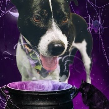 Village Pet Salon - Pet Groomers Near Me - La Mesa, California Village Pet Salon - Pet Groomers Near Me - La Mesa, California