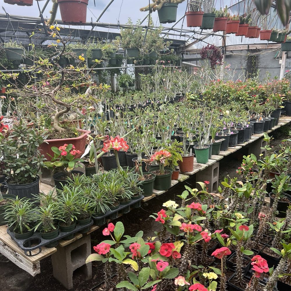 JRN Nursery - Desert roses etc - Nurseries & Gardening Near Me - Houston, Texas JRN Nursery - Desert roses etc - Nurseries & Gardening Near Me - Houston, Texas