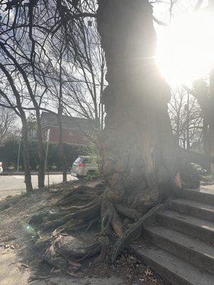 The Witches' Tree by null
